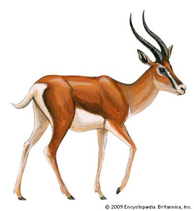 Grant’s gazelle | mammal | Britannica.com