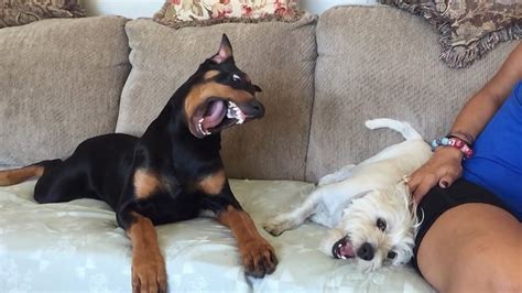 Doberman Attack In SlowMo - YouTube