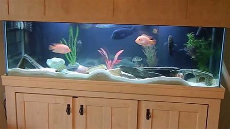 My new 150 gallon fish tank - YouTube