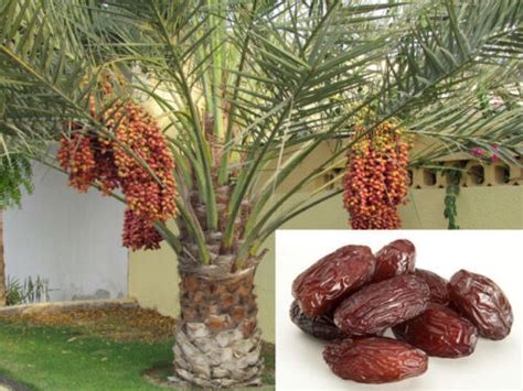 20 Date Palm (Phoenix Dactylifera) Fresh Exotic Palm Fruit Tree Seeds ...