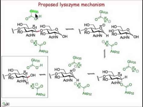 Glycoside Hydrolysis with Glycosidases - YouTube