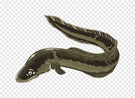 Electric eel, Eel s, fauna, cartoon png | PNGEgg