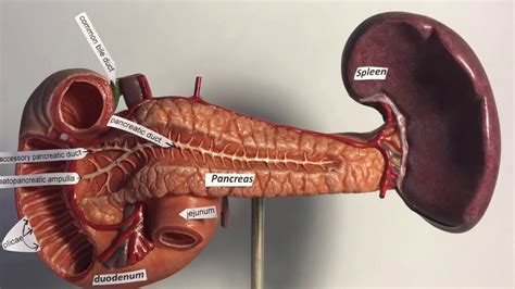 Pancreas with Spleen and DuodenumPancreasDuodenum And Spleen Model ...