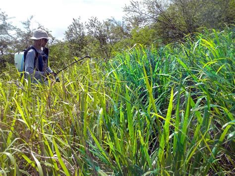 Invasive Plant Management Plan & Programs | Invasive Species Control ...