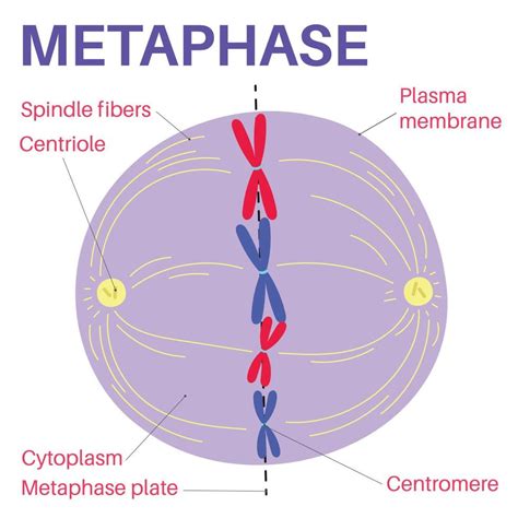 Metaphase is a stage of mitosis in the eukaryotic cell cycle. 14268875 ...