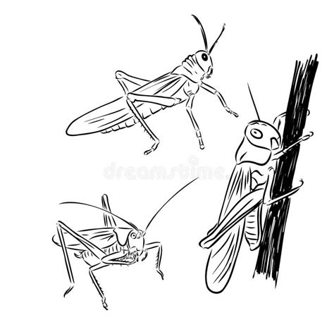 Locust Black White Vector Stock Illustrations – 702 Locust Black White ...