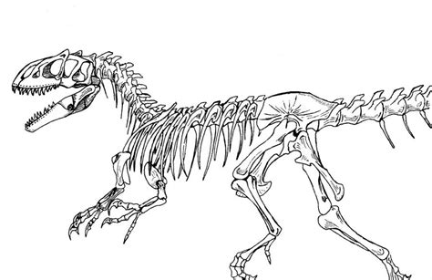 Allosaurus skeleton by DonyaQuick on DeviantArt