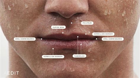 Lip Anatomy Tubercle