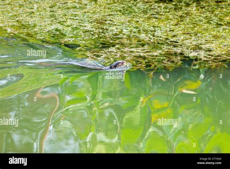 Smooth coated otter swimming in urban river, My Waterway@Punggol in ...