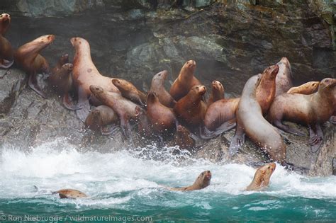 Steller Sea Lions | Photos by Ron Niebrugge