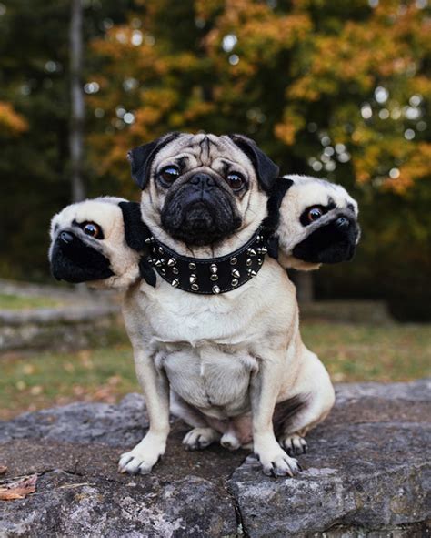 Disfraces brillantes de perros de tres cabezas para Halloween