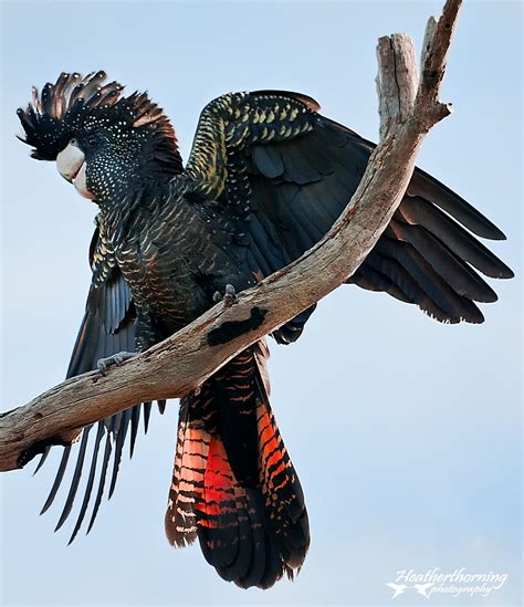 Red Tailed Black Cockatoo National Geographic