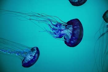 Jellyfish Habitat Facts: Lesson for Kids | Study.com