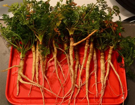 First year roots, harvested and ready to be cooked. | Queen annes lace ...