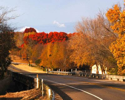 Trees for Fall Color: Shumard Red Oak - Neil Sperry's GARDENS