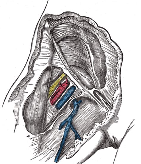 The Anatomy of Femoral Vascular Access — Taming the SRU