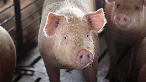 New joint venture formed to convert pig poop to power | 13newsnow.com