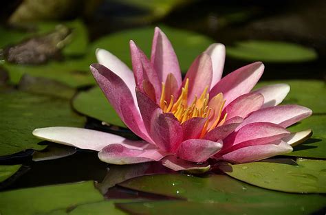 Beautiful lily pad flower Photograph by Dave Sandt - Fine Art America