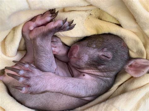 Baby wombat Moss survived after his mum was killed on a road. His carer ...