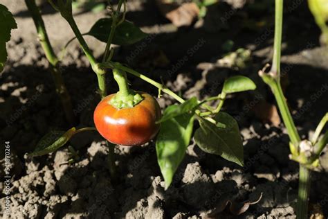 bell pepper on a branch Stock Photo | Adobe Stock