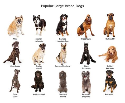 Popular Large Breed Dogs