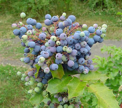 Oregon State Flower | Oregon Grape