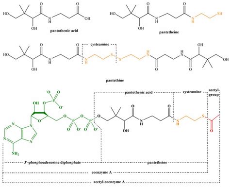 Pantothenic acid, vitamin B5, benefits, food sources, side effects & safety