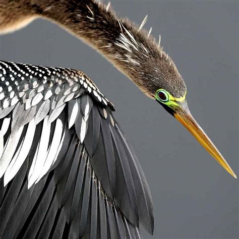 Anhinga Vs Cormorant - Difference, Similarities, And Best Features