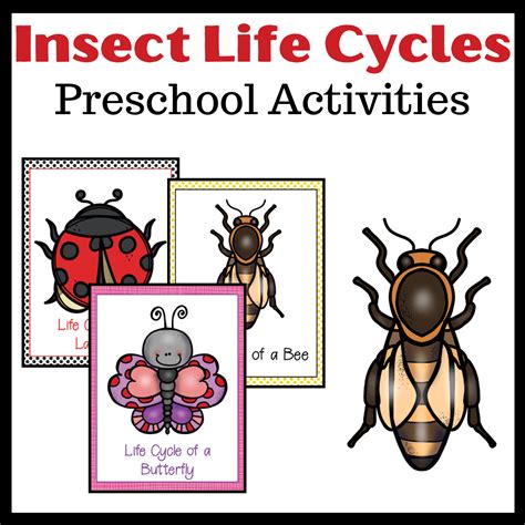 Life Cycle of Insects for Preschool