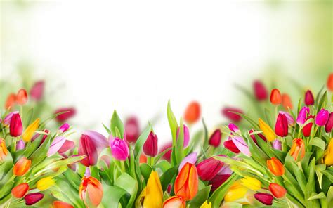 30+ Wallpaper Bunga Tulip 3d - Galeri Bunga HD