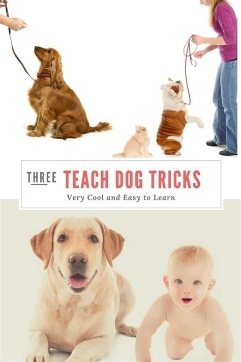 Dog Tricks: 3 Very Cool Dog Tricks to Teach Your Dog