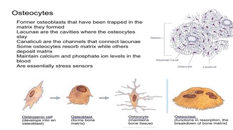 What makes a bone cell different from a muscle cell? | Socratic