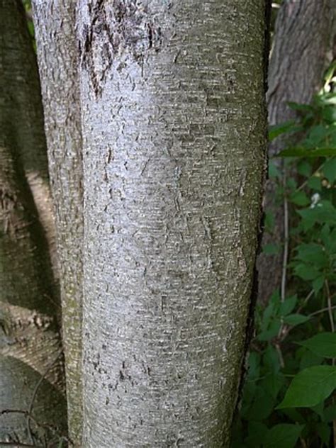 Black Alder (Alnus glutinosa)