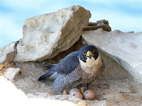 Peregrine Falcon Nesting: A Complete Guide | Birdfact