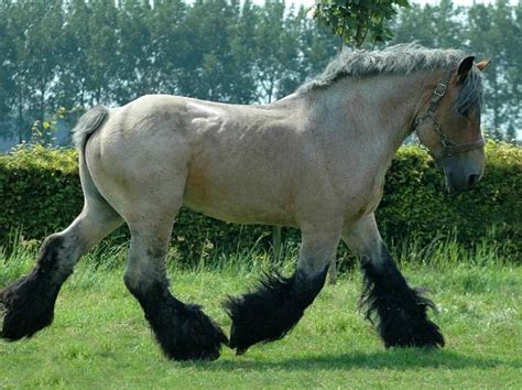 Dutch Draft Horse Info, Origin, History, Pictures