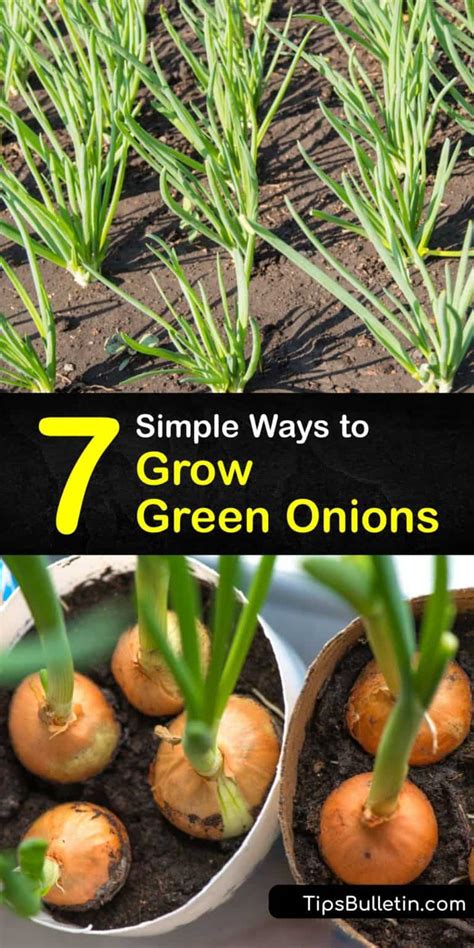 Growing Green Onion Plants - Hands-on Tips for Planting Green Onions