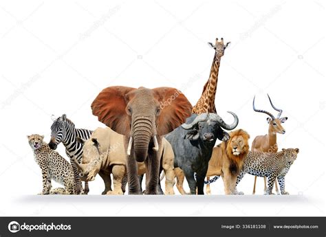 Group of African safari animals together Stock Photo by ©VolodymyrBur ...