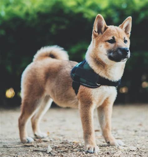 Best Harnesses For Shiba Inu Puppies - My First Shiba Inu