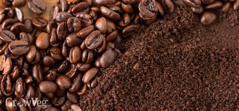 A Common-Sense Guide to Using Coffee Grounds in the Garden