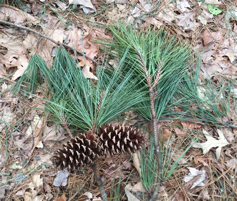 Loblolly Pine | Glen Arboretum