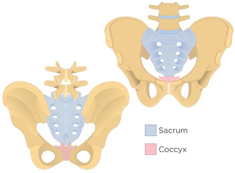 Sacrum and Coccyx Anatomy | GetBodySmart