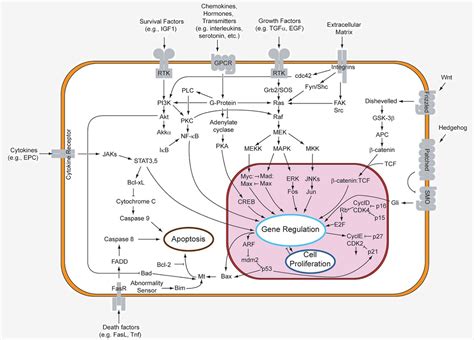 2_signal-transduction-pathways | fissi