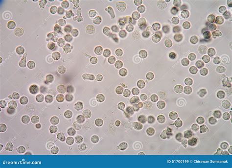 White Blood Cells Under Microscope Labeled