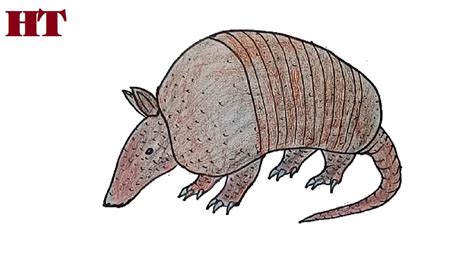 How to Draw an Armadillo step by step - YouTube