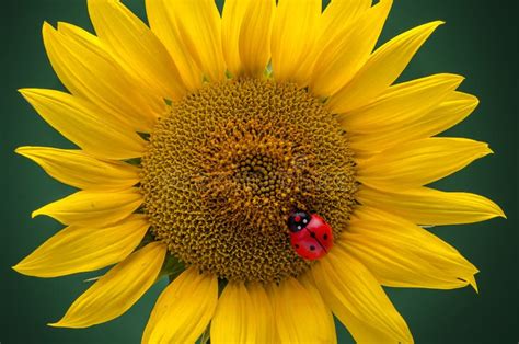 Sunflower and ladybug stock image. Image of growth, seed - 46468965