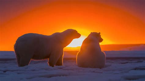 3840x2160 Two Polar Bears Watching Sunset 4k 4K ,HD 4k Wallpapers ...