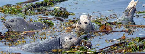 World-Class Wildlife in the Pacific Northwest | Island Adventures