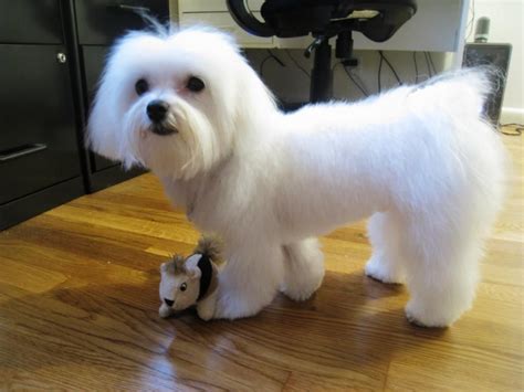 Maltese dogs, Dog haircuts, Maltese haircut