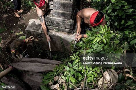 14 Balinese Udeng Photos & High Res Pictures - Getty Images