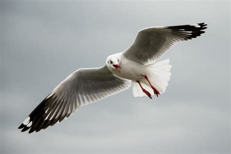 Brown-headed gull (Chroicocephalus brunnicephalus)